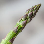 Close-up of a fresh Gijnlim asparagus spear with water droplets on its green and purple tips, set against a soft, neutral background.
